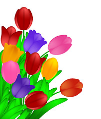 Image showing Bunch of Colorful Tulips Flowers Isolated on White Background