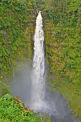 Image showing Akaka Falls, Big Island, Hawaii