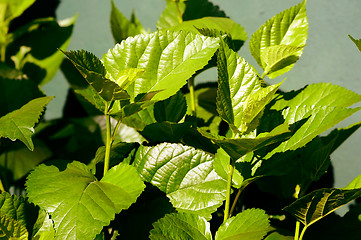 Image showing Mulberry tree leaves