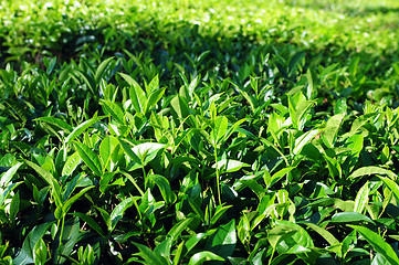 Image showing Tea plantations