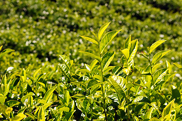 Image showing Tea plantations