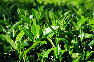 Image showing Tea plantations