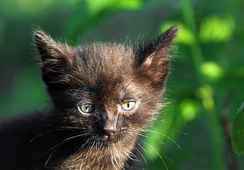Image showing little black kitten outdoor