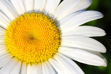 Image showing chamomile flower macro