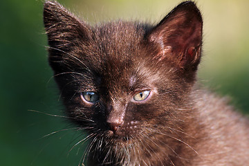 Image showing little black kitten outdoor