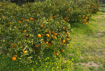 Image showing Orange field