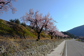 Image showing Spring road