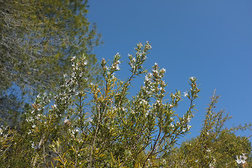 Image showing Rosemary shrub
