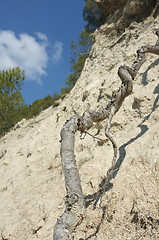 Image showing Roots against erosion