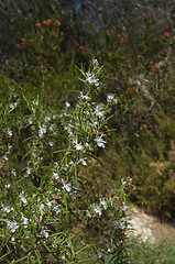 Image showing Rosemary