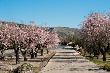 Image showing Scenic road