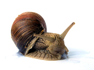 Image showing Edible snail