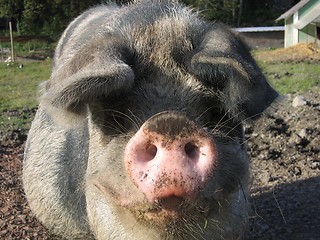 Image showing Hairy pig