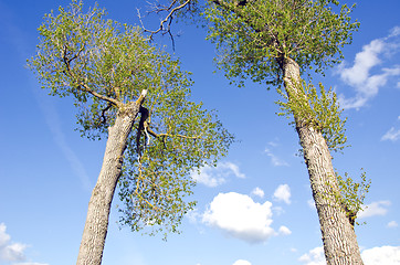 Image showing Old tall ash trees branch rise spring cloudy sky 