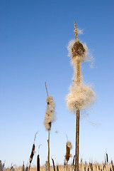 Image showing Seedy reed stalks head in winter  cat-tail 