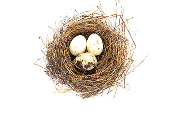 Image showing Gay white eggs nest isolated on white background 