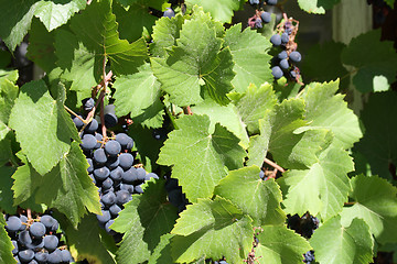 Image showing blue grapes