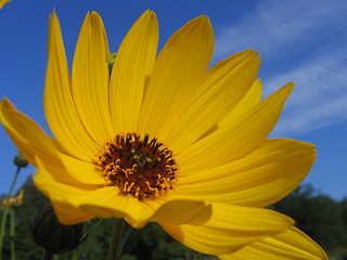 Image showing Jerusalem artichoke