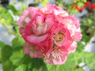 Image showing pelargonium