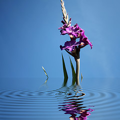 Image showing violet gladiolus