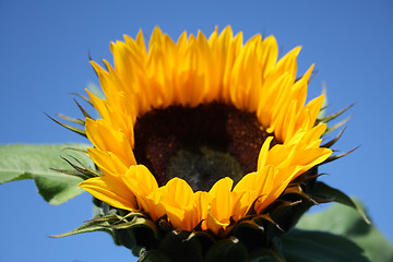 Image showing sunflowers in the summer