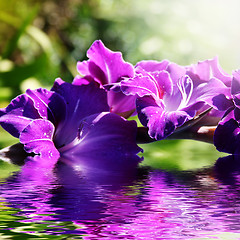 Image showing gladiolus in the water in the summer