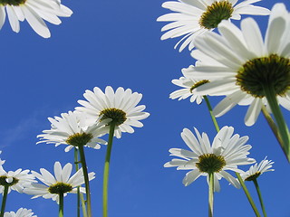 Image showing flowers