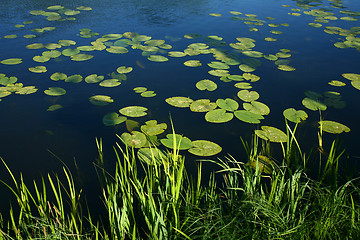 Image showing spring grass