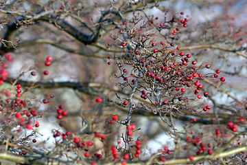 Image showing red fruits