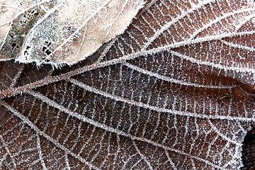 Image showing autumn leaves