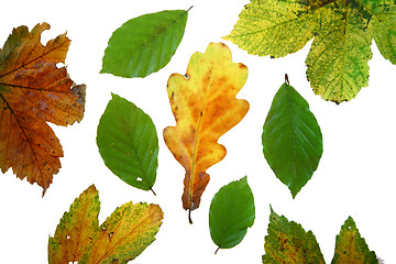 Image showing  leaves