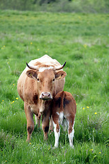 Image showing danish cows 