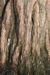 Image showing Tree closeup