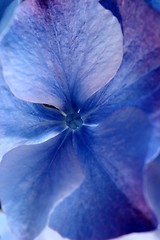 Image showing flower closeup