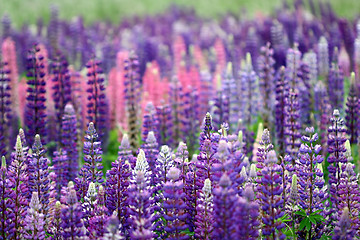 Image showing lupin flower closeup