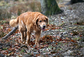 Image showing dog golden retriever