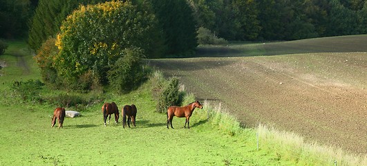 Image showing danish horses