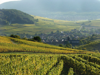 Image showing alsacian vineyards