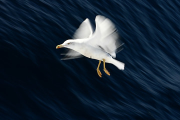 Image showing bird seagull