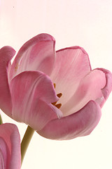 Image showing the pink tulips