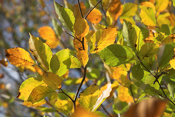 Image showing autumn leaves