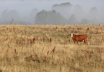 Image showing Danish cows in the fog