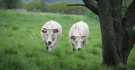 Image showing danish cows 
