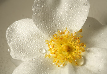 Image showing yellow flower closeup