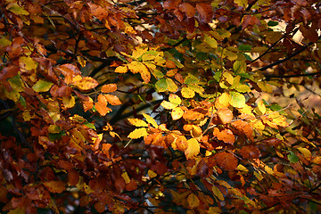 Image showing autumn leaves