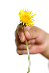 Image showing dandelion child