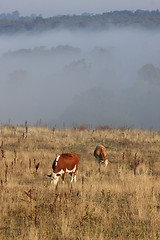 Image showing Danish cows in the fog