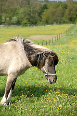 Image showing danish horses