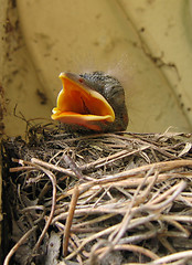 Image showing birds nest