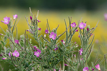 Image showing flower closeup